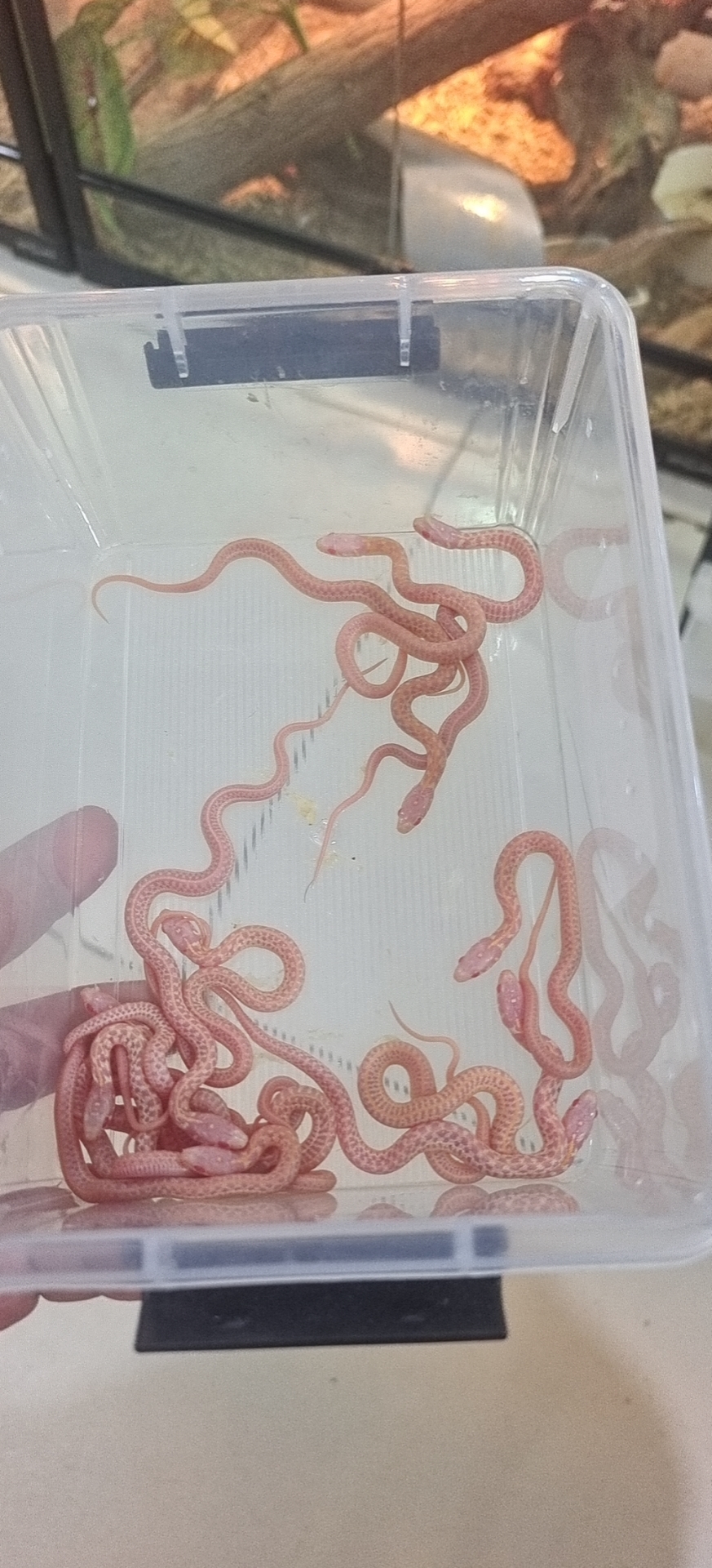 雪白束带苗子